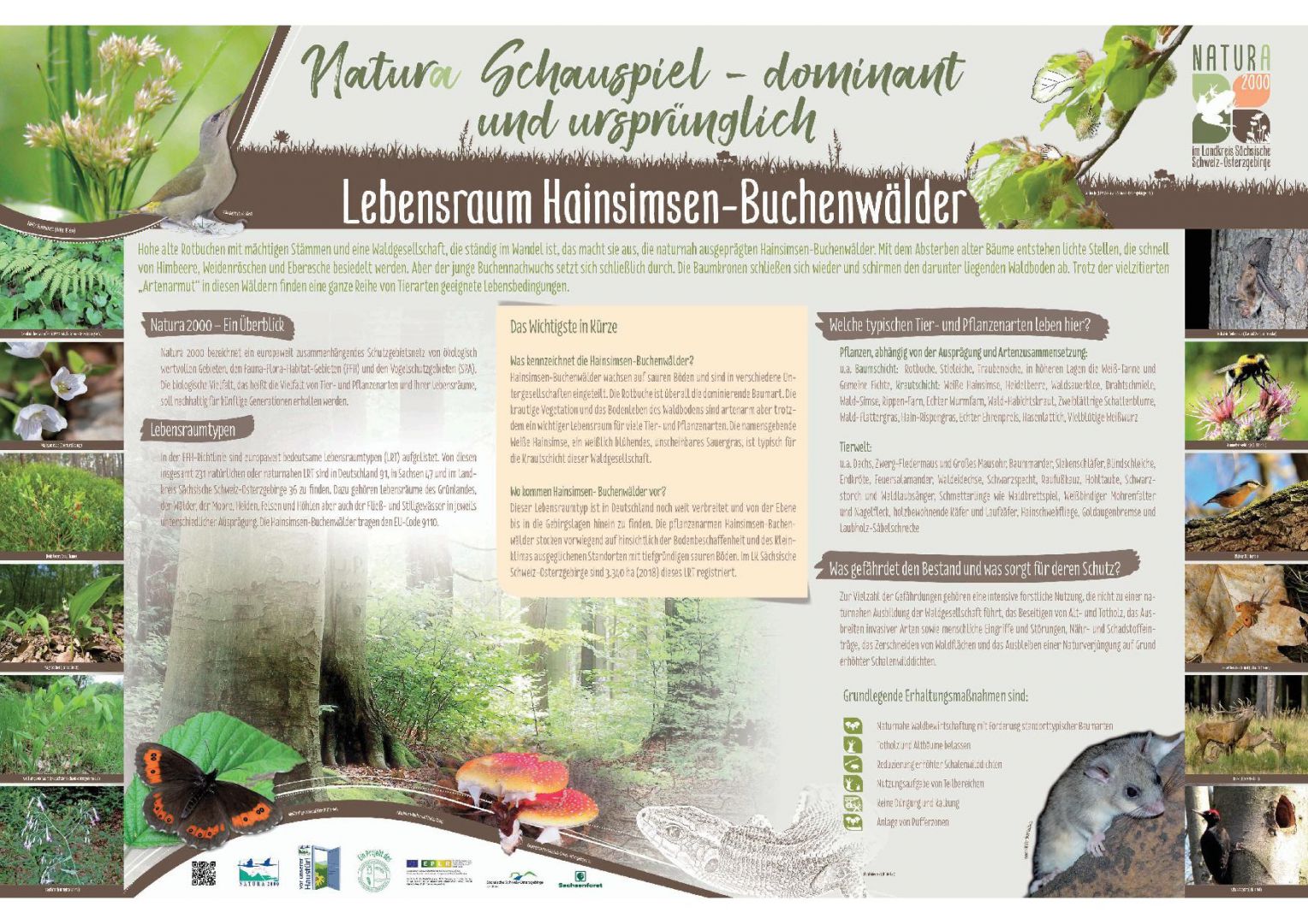 tl_files/downloads/Bilder Projekte/Projektstellen/Natura 2000 1.0/Tafeln/LRT Tafeln/LRT-Tafel Hains.BW.jpg